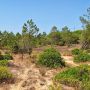 Olhao : nice plot of    13.120 m2 (1.31 HA) with  ruina